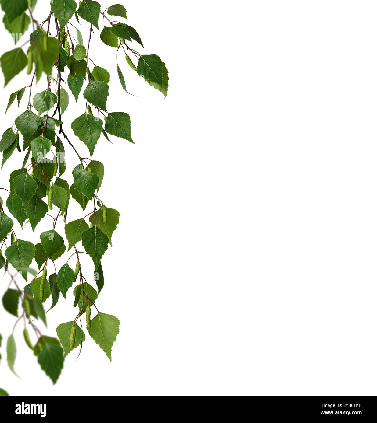 Birch branch with young green leaves and birch buds isolated on white ...