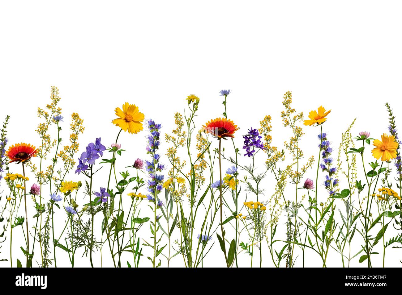 Summer composition. A border of wildflowers and herbs isolated on a ...