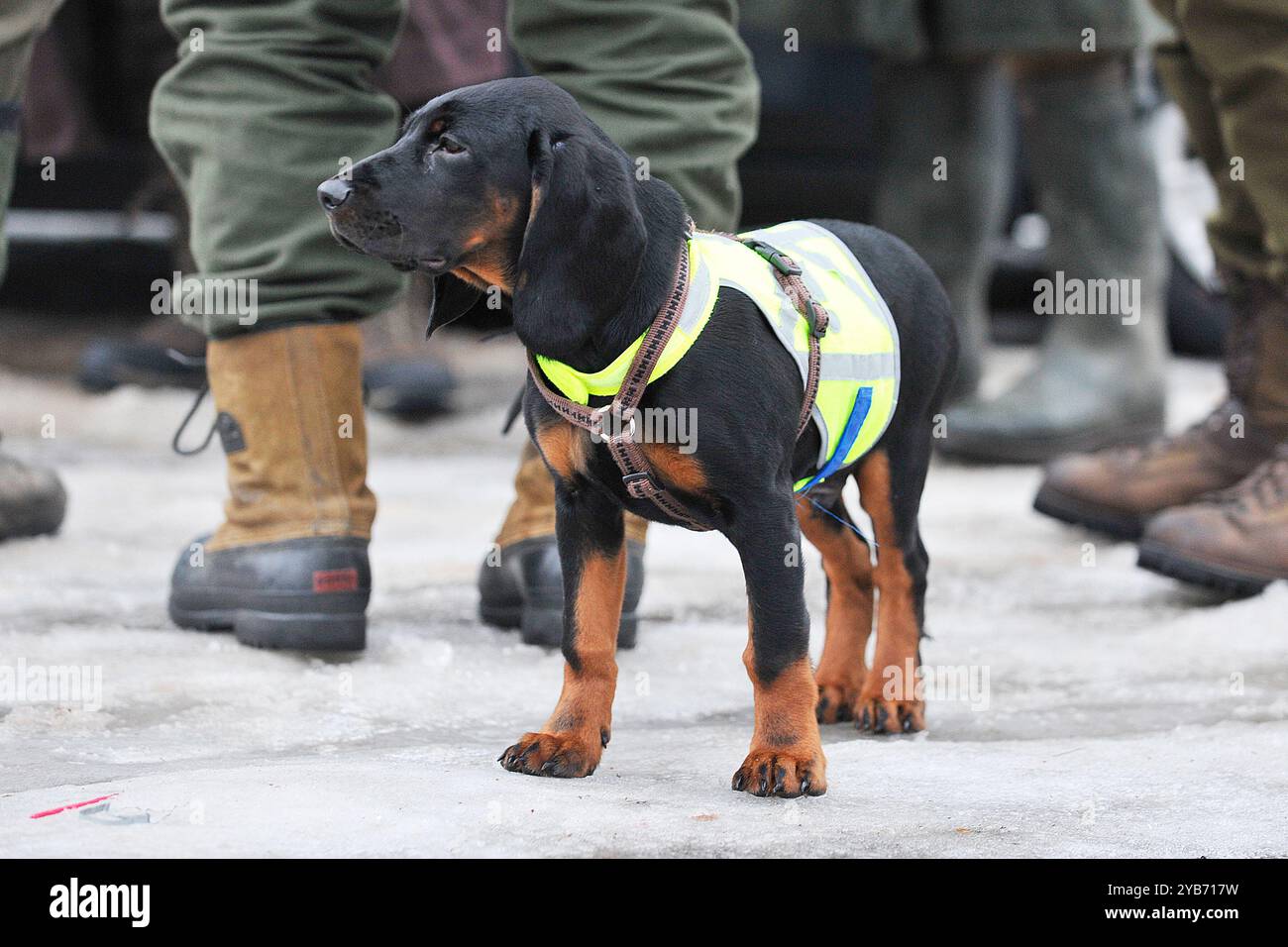 Brandlbracke Vieräugl puppy wearing safety jacket at a boar hunting meet Stock Photo
