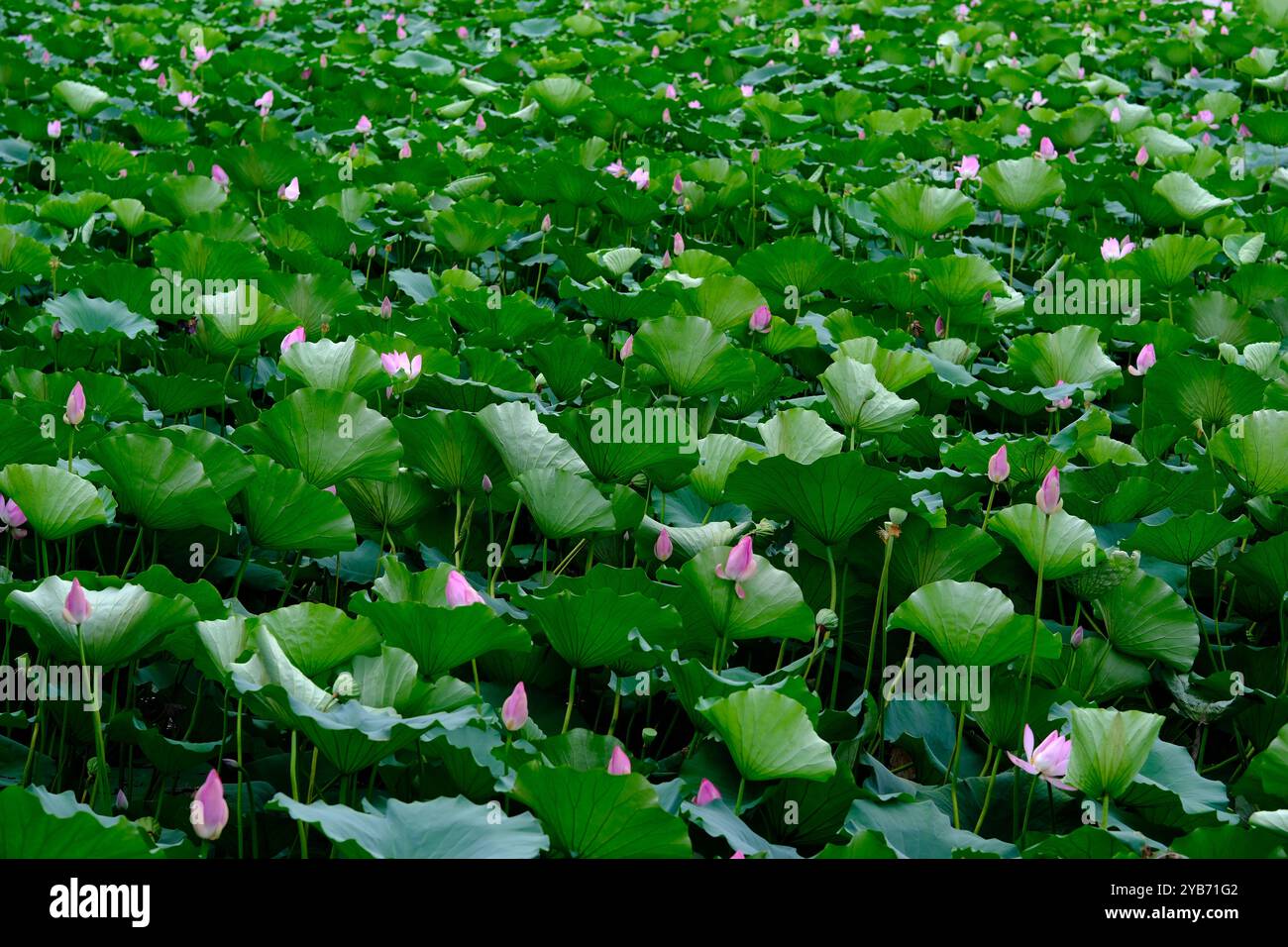 Lotus leaves pond hi-res stock photography and images - Alamy