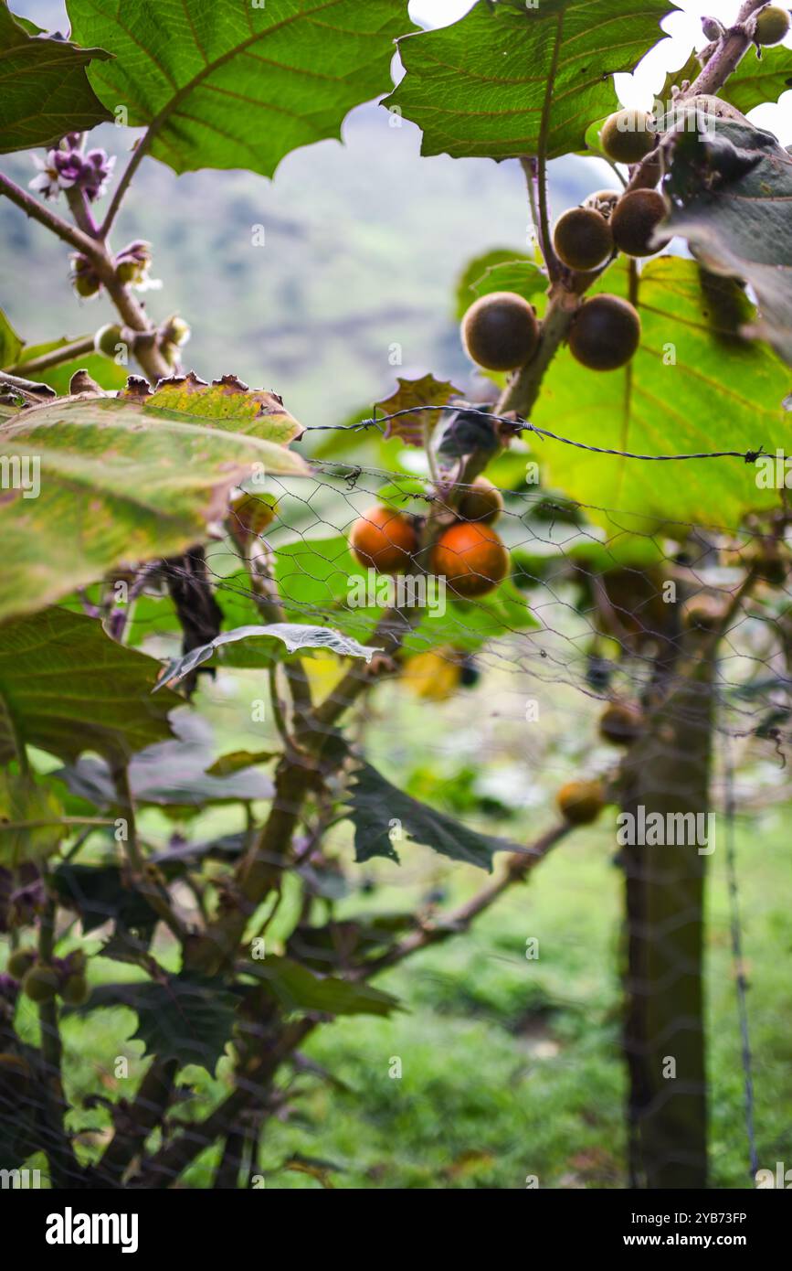 Tree of Lulo, Combeima Canyon, Ibague, Colombia Stock Photo - Alamy