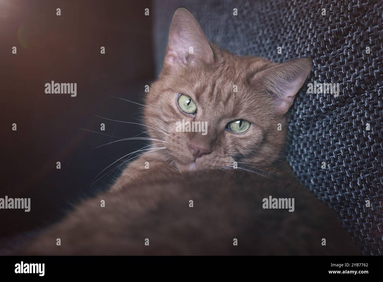 Cute red cat relaxing in the Sunlight. Horizontal image with selective focus. Stock Photo