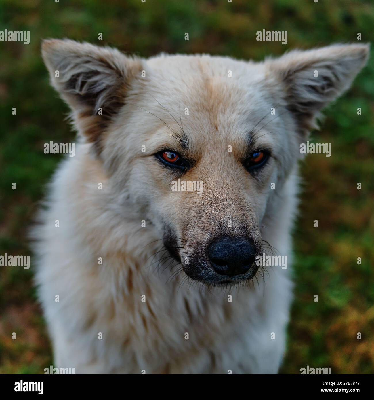 A dramatic portrait of a shaggy mongrel dog of dirty white color, who sits on the dirty grass and looks askance with bright eyes. Twilight. Square for Stock Photo