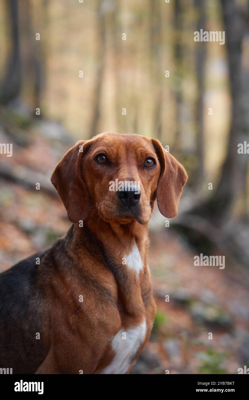A close-up of a Nova Scotia Duck Tolling Retriever in a forest during autumn. The dog looks calm and serene, surrounded by the colorful fall leaves. Stock Photo