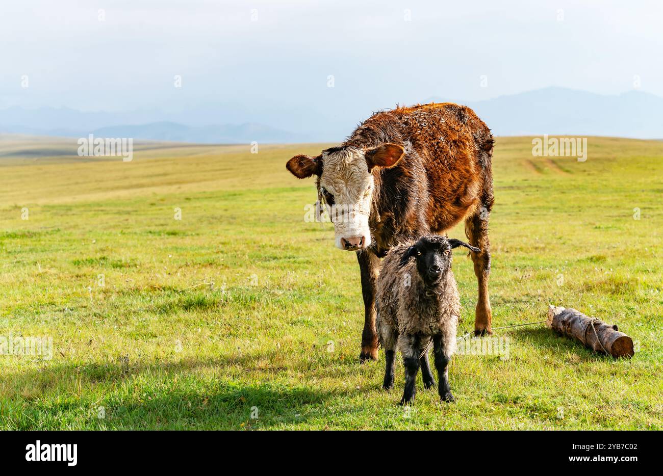 Lambs Rope Rope log hi-res stock photography and images - Alamy