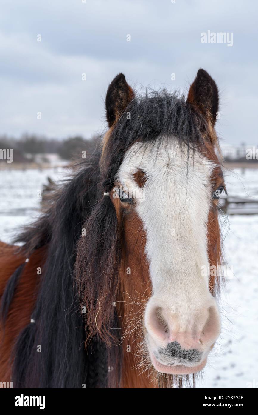 En face portrait of Pinto Pony with white markings. Winter season, February Stock Photo