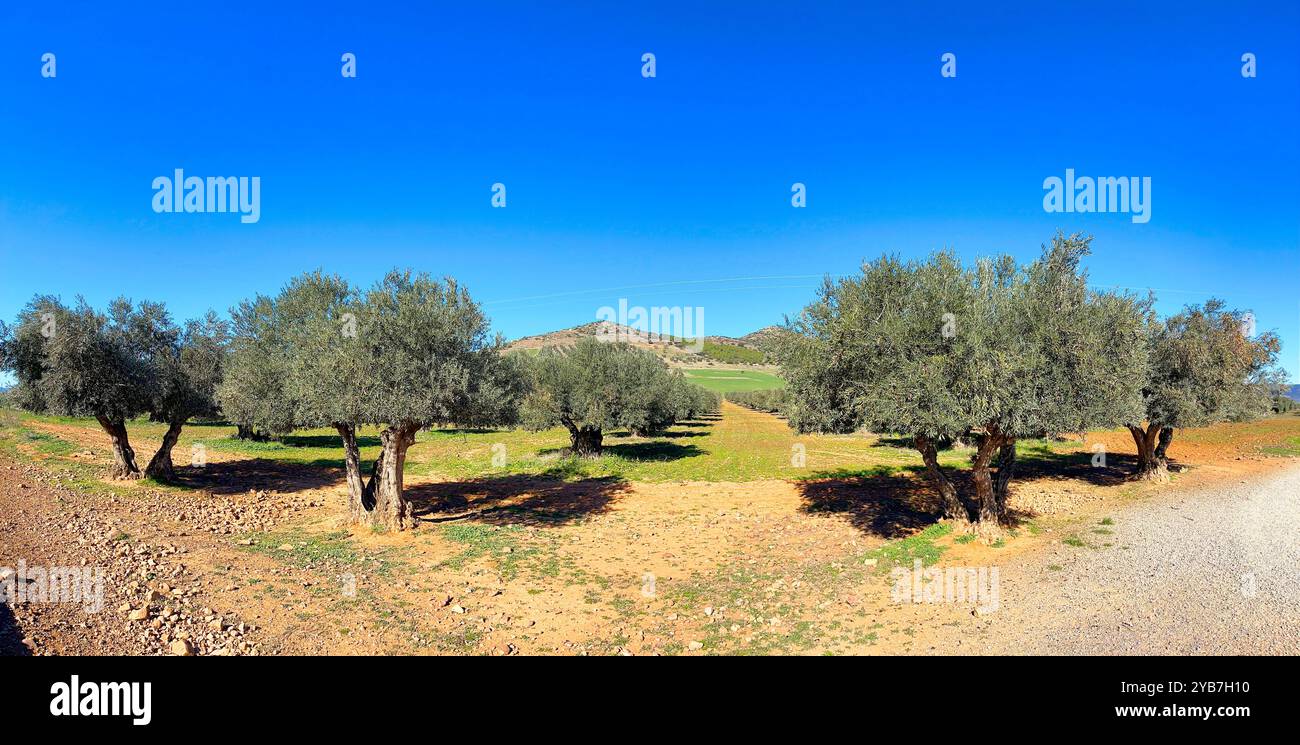Olive grove, panoramic view. Fuente El Fresno, Ciudad Real province, Castilla La Mancha, Spain. - Smartphone Captured Stock Image