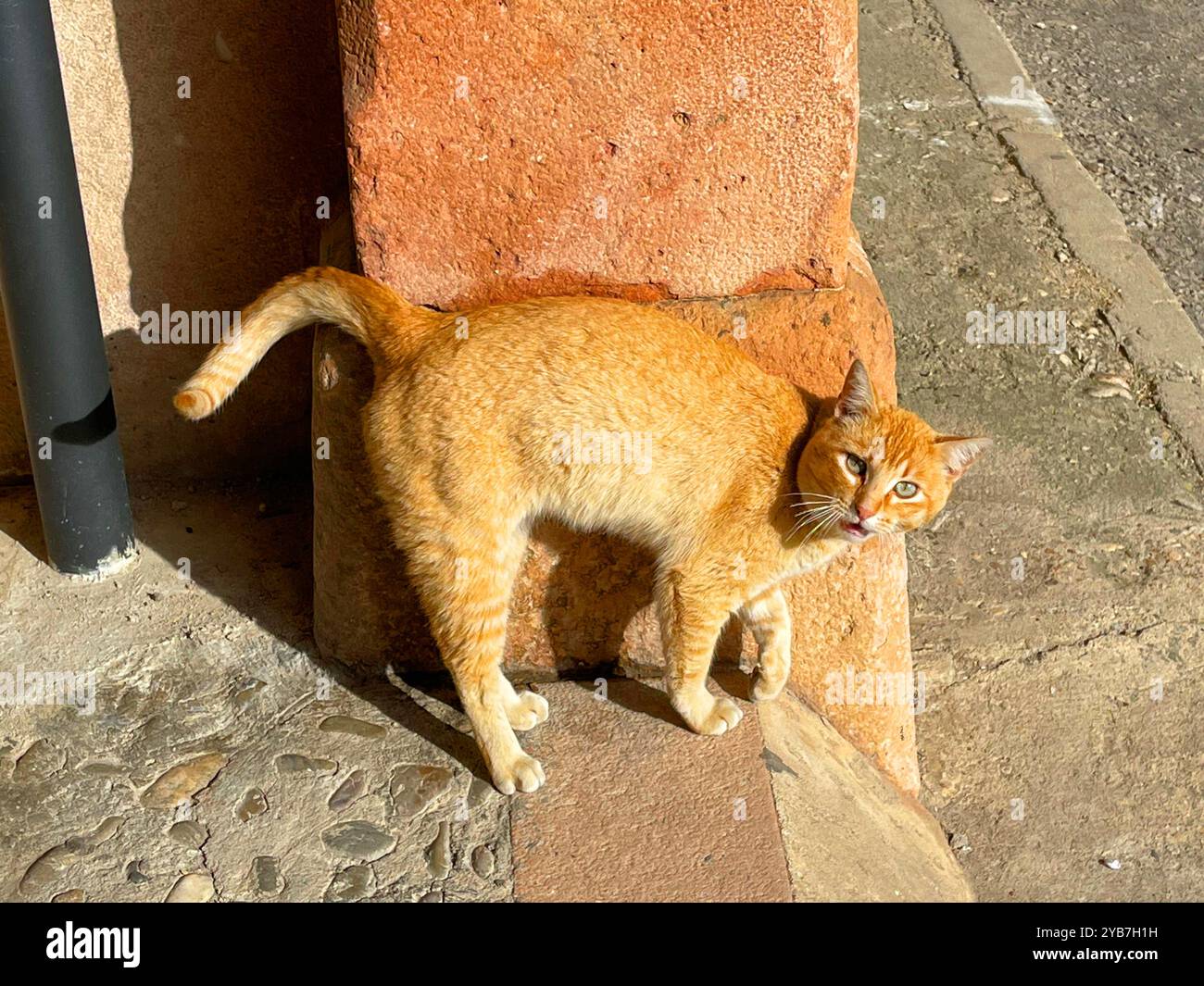 Stray cat rubbing against a wall. - Smartphone Captured Stock Image