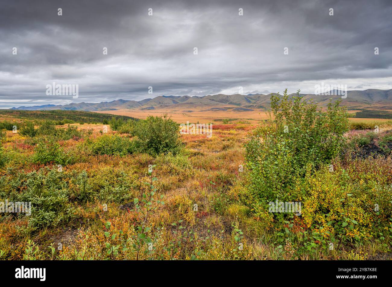 Autumn foliage in the Richardson Mountains on the Arctic Circle in the Yukon Territory, Canada Stock Photo