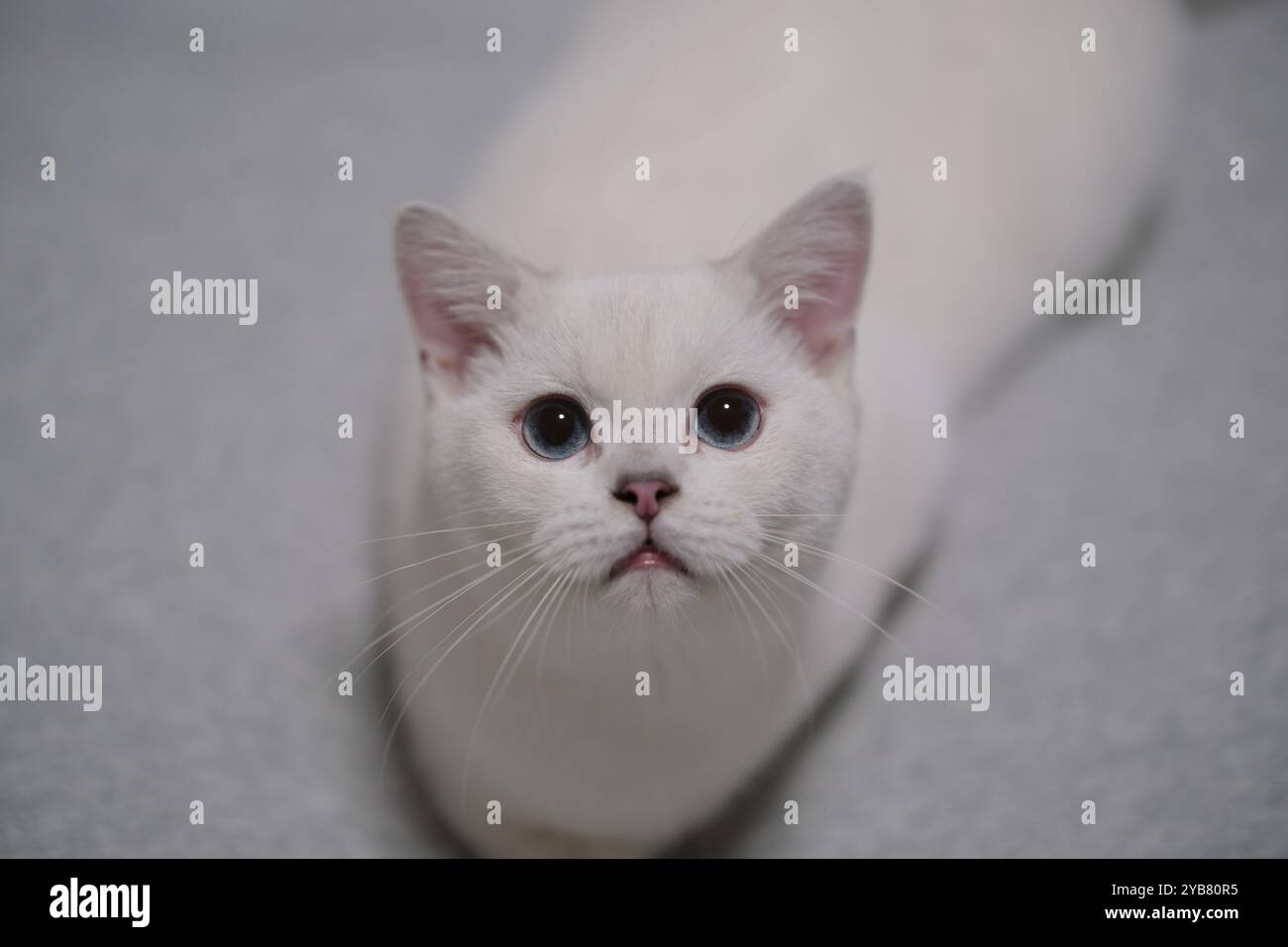 one British Shorthair cat looking at camera. Silver shaded colorpoint ...
