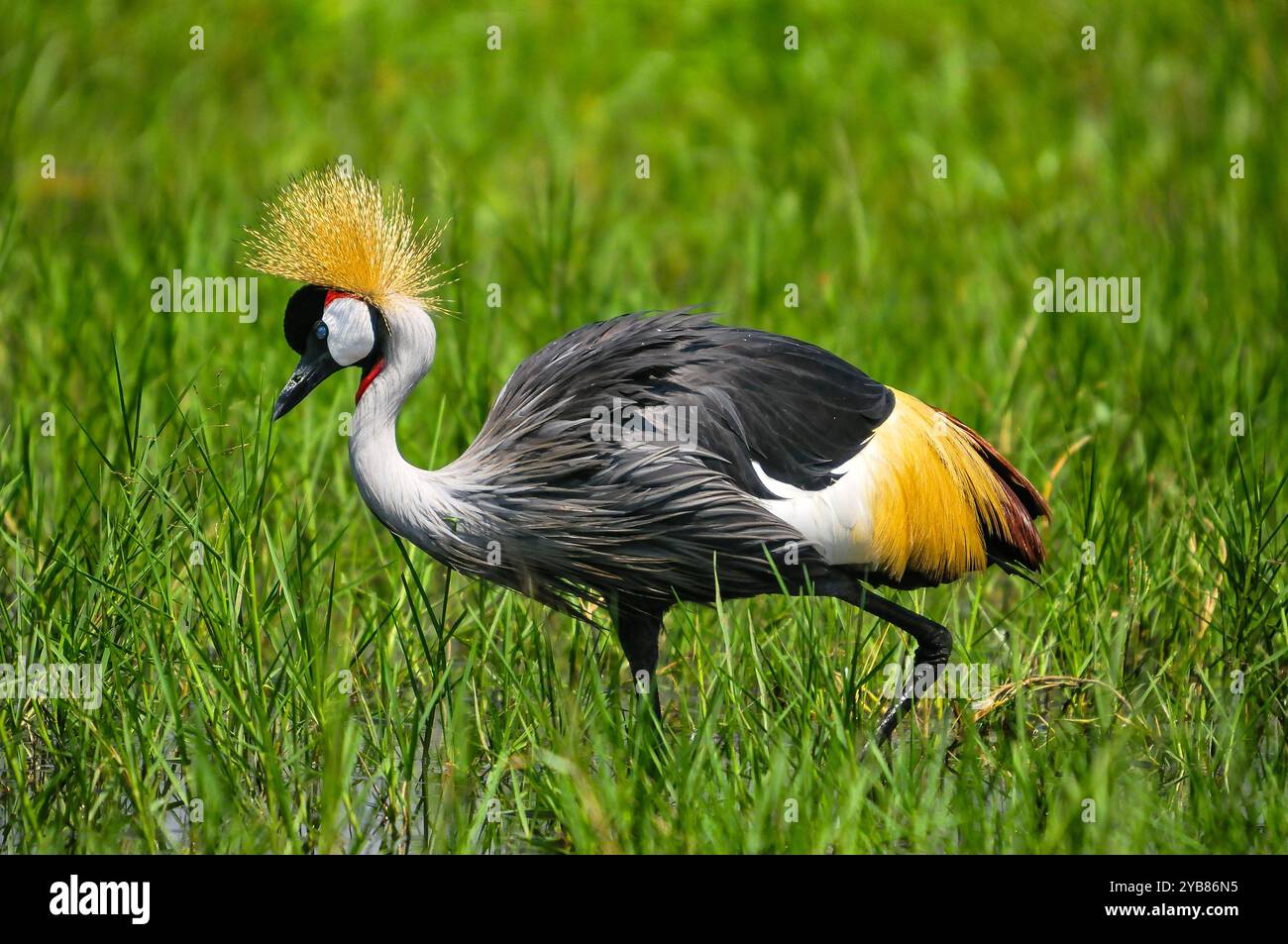 a-grey-crowned-crane-balearica-regulorum-in-murchison-falls