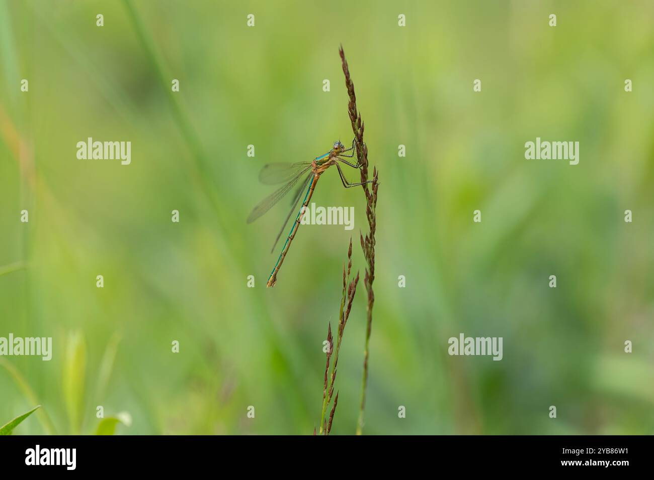 Emerald damselfly on a grass stem Stock Photo - Alamy