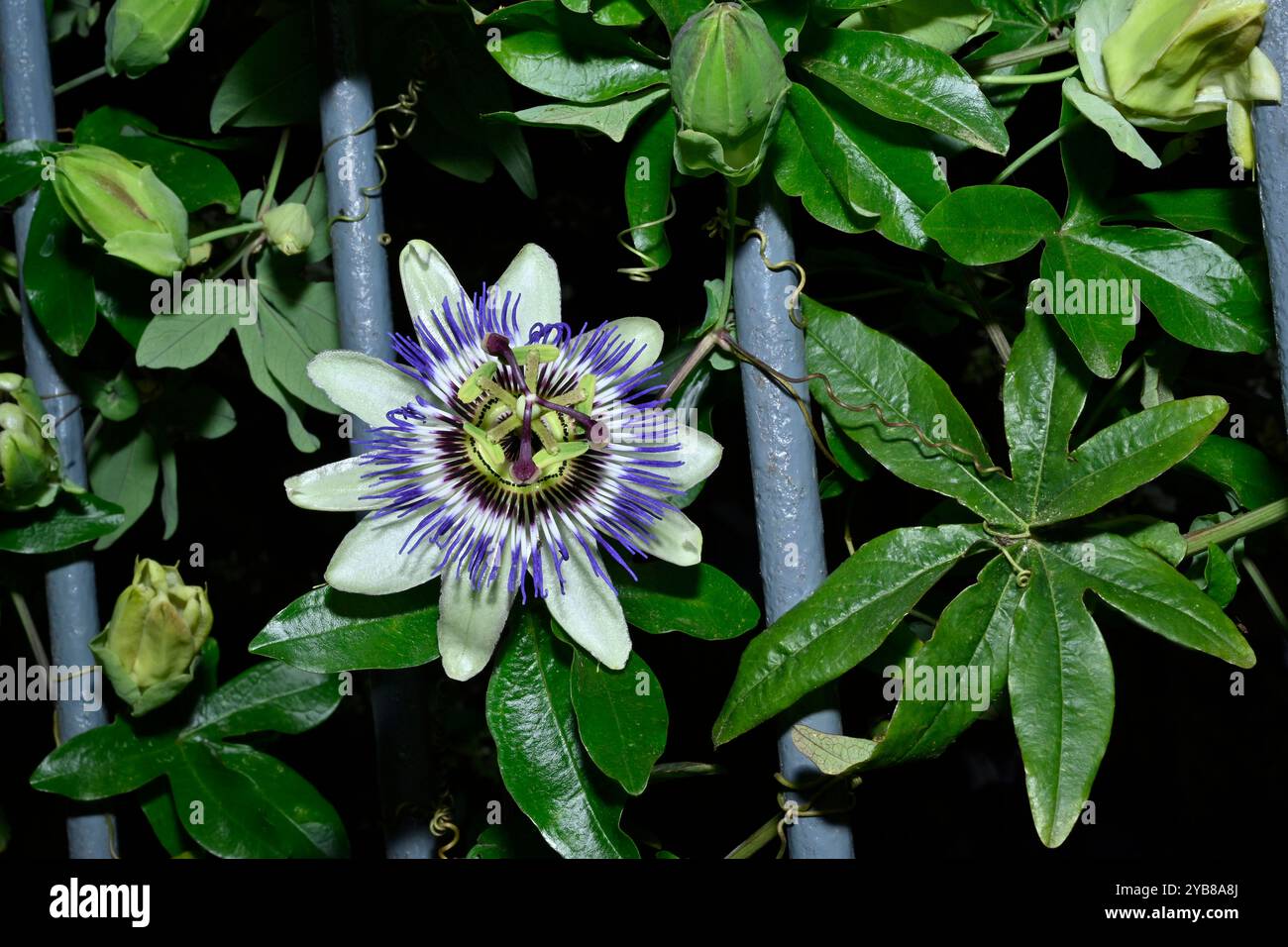 Different stages of development hi-res stock photography and images - Alamy