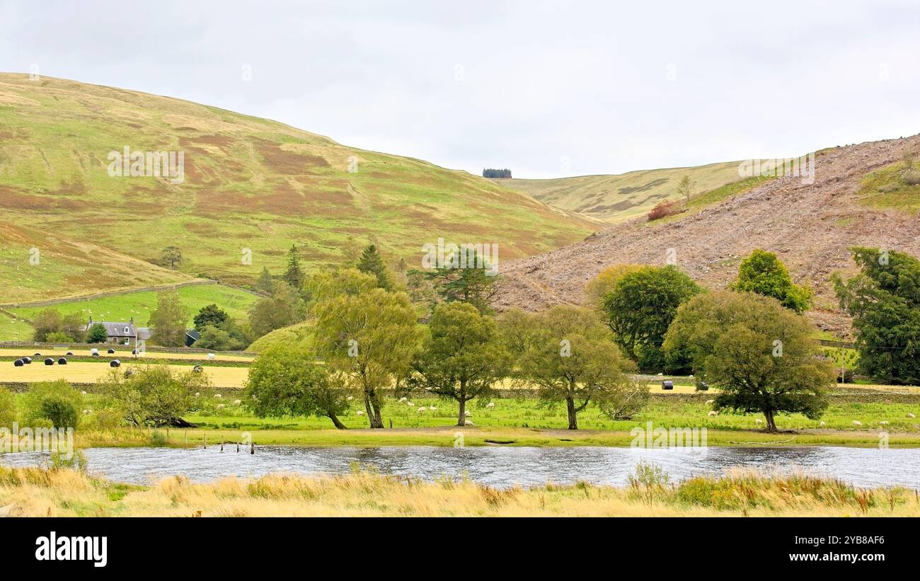 View over the end of St Mary's Loch with trees, farmland and sheep grazing in the background Stock Photo