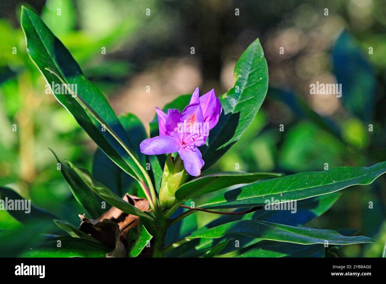 Rhododendron fauriei hi-res stock photography and images - Alamy