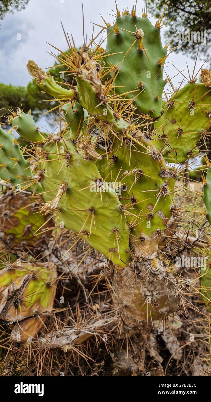 Detailed view of a prickly pear cactus showcasing its sharp spines and textured green pads. Perfect for desert, plant, or nature-themed projects Stock Photo