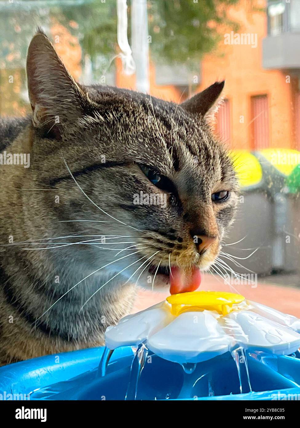 Tabby cat drinking water. - Smartphone Captured Stock Image