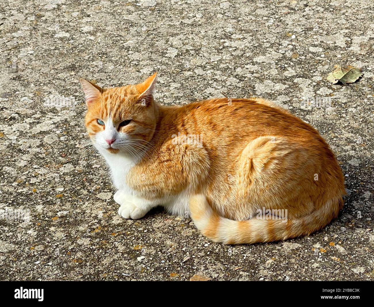 Adult tabby stray cat lying hi-res stock photography and images - Alamy