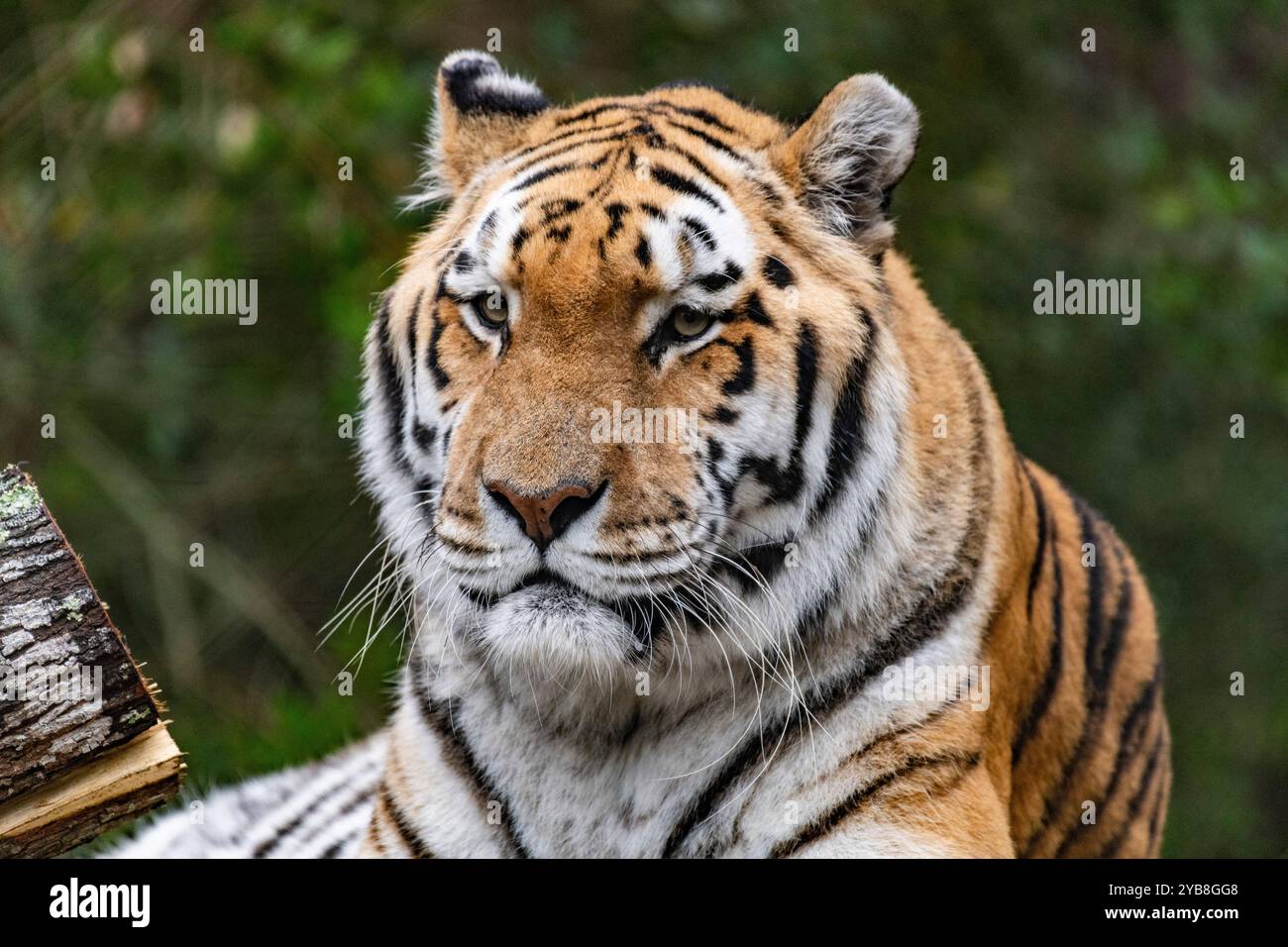 A bengal tiger resting and watching in its enclosure at Jukani big cats sanctuary in Plettenberg Bay, South Africa Stock Photo