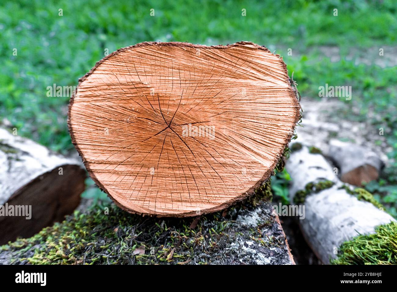 Tree Trunk With the Annual Rings Visible Stock Photo - Alamy