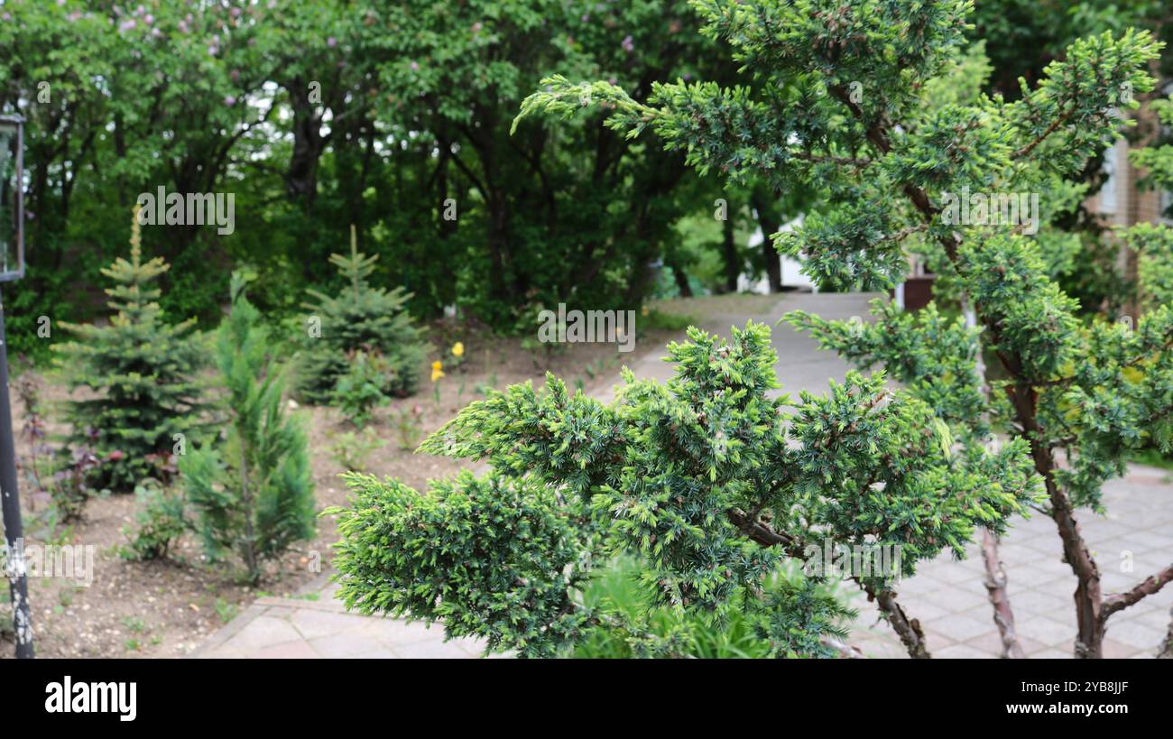decorative thuja and spruce in the structure of landscape design of a park or garden, the use of coniferous trees to decorate park areas Stock Photo