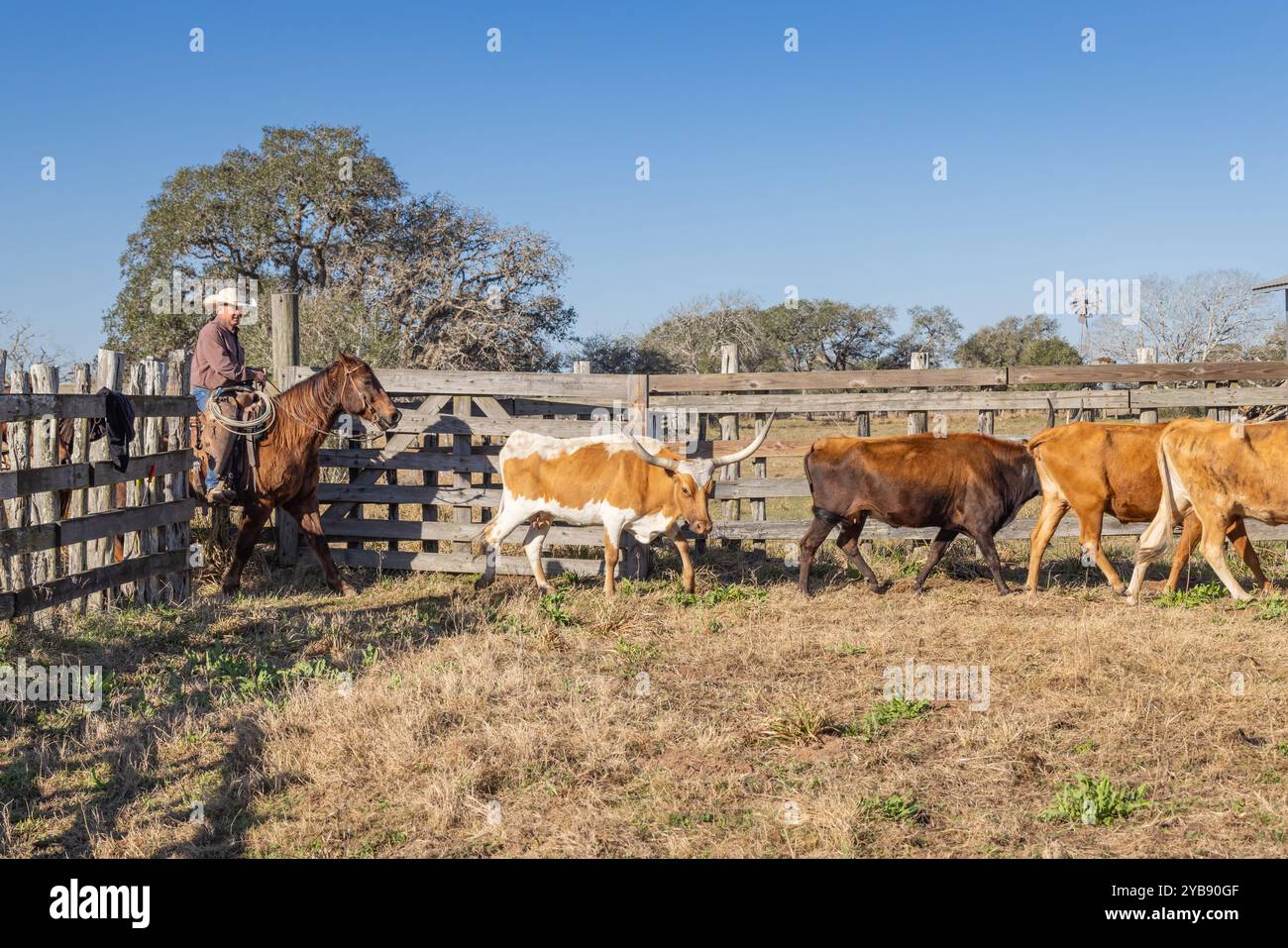 Yoakum, Texas, United States. March 15, 2022. Cowboy on a horse ...