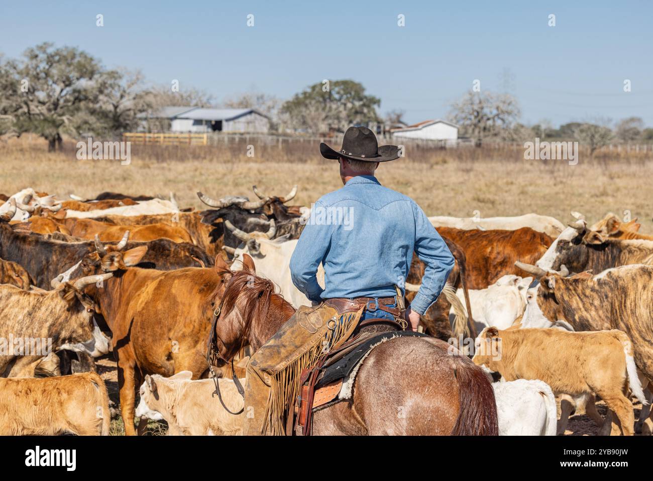Yoakum, Texas, United States. March 15, 2022. Cowboy driving cattle on ...