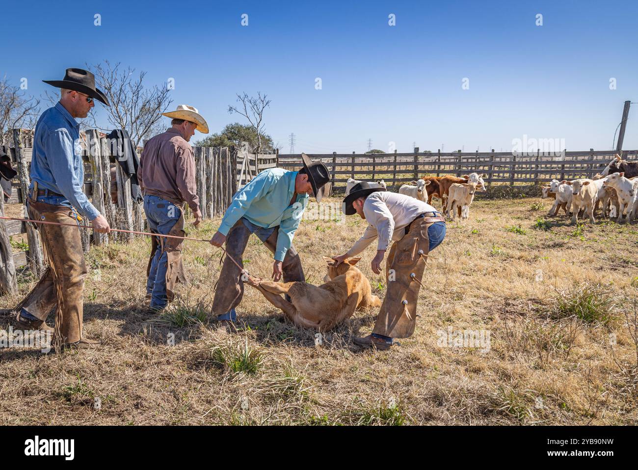 Yoakum, Texas, United States. March 15, 2022. Cowboys working with calves during spring round up on a Texas ranch. Stock Photo