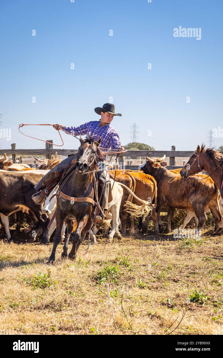 Yoakum, Texas, United States. March 15, 2022. Cowboy roping calves during spring round up on a Texas ranch. Stock Photo