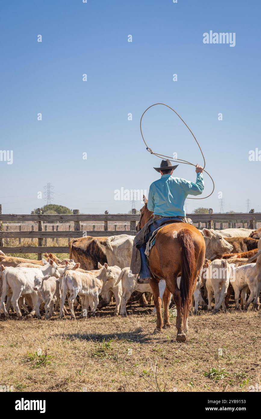 Yoakum, Texas, United States. March 15, 2022. Cowboy roping calves during spring round up on a Texas ranch. Stock Photo