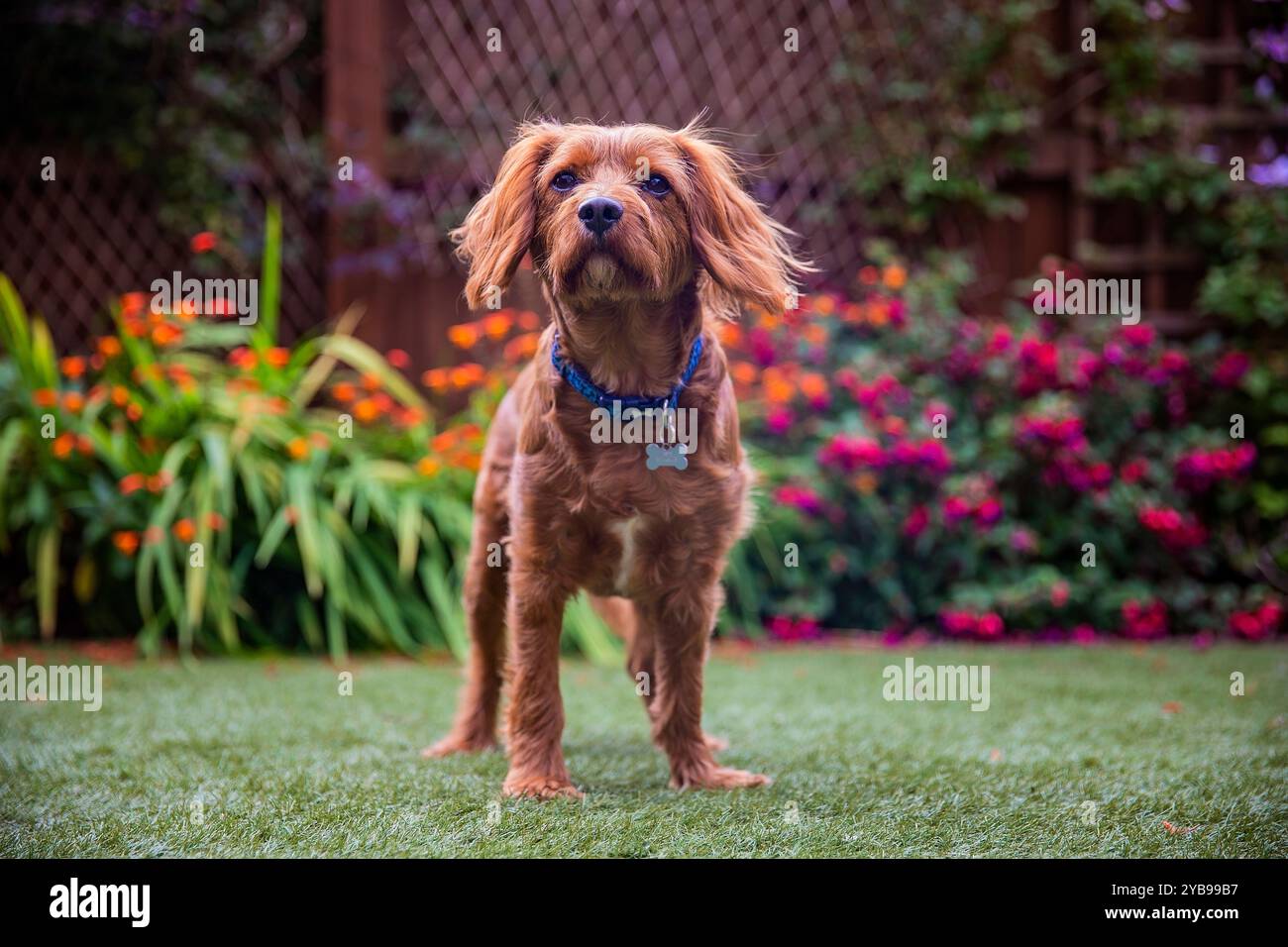 Cavapoo hi-res stock photography and images - Alamy