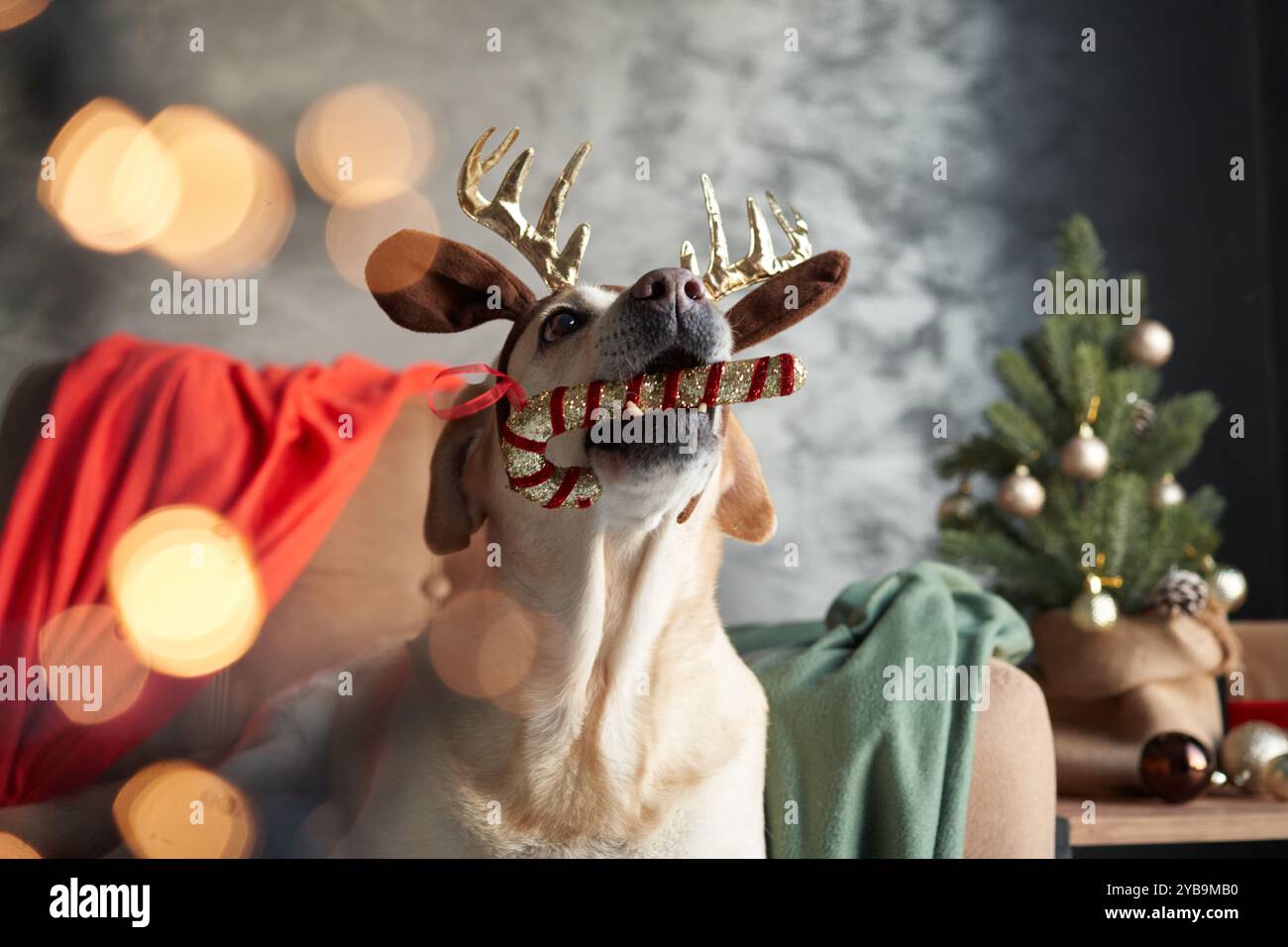 Funny Labrador Retriever dog in reindeer antlers looks upwards, evoking holiday cheer at home Stock Photo