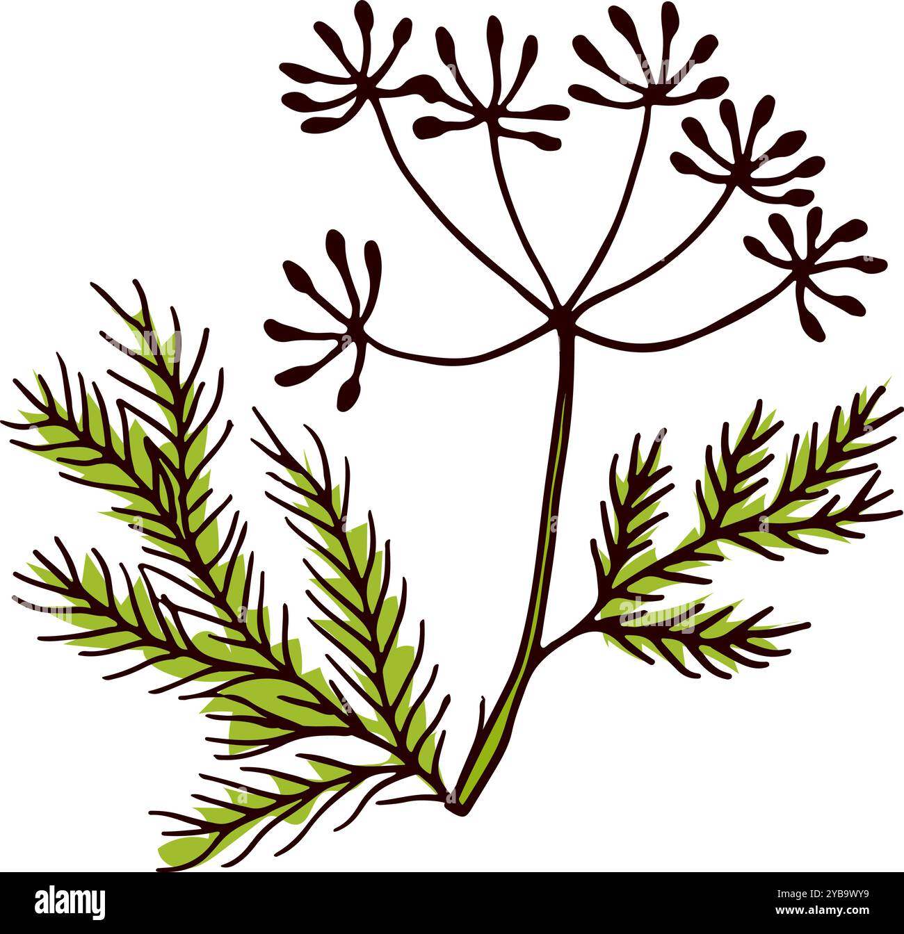 Fresh green dill parsley Stock Vector Images - Alamy