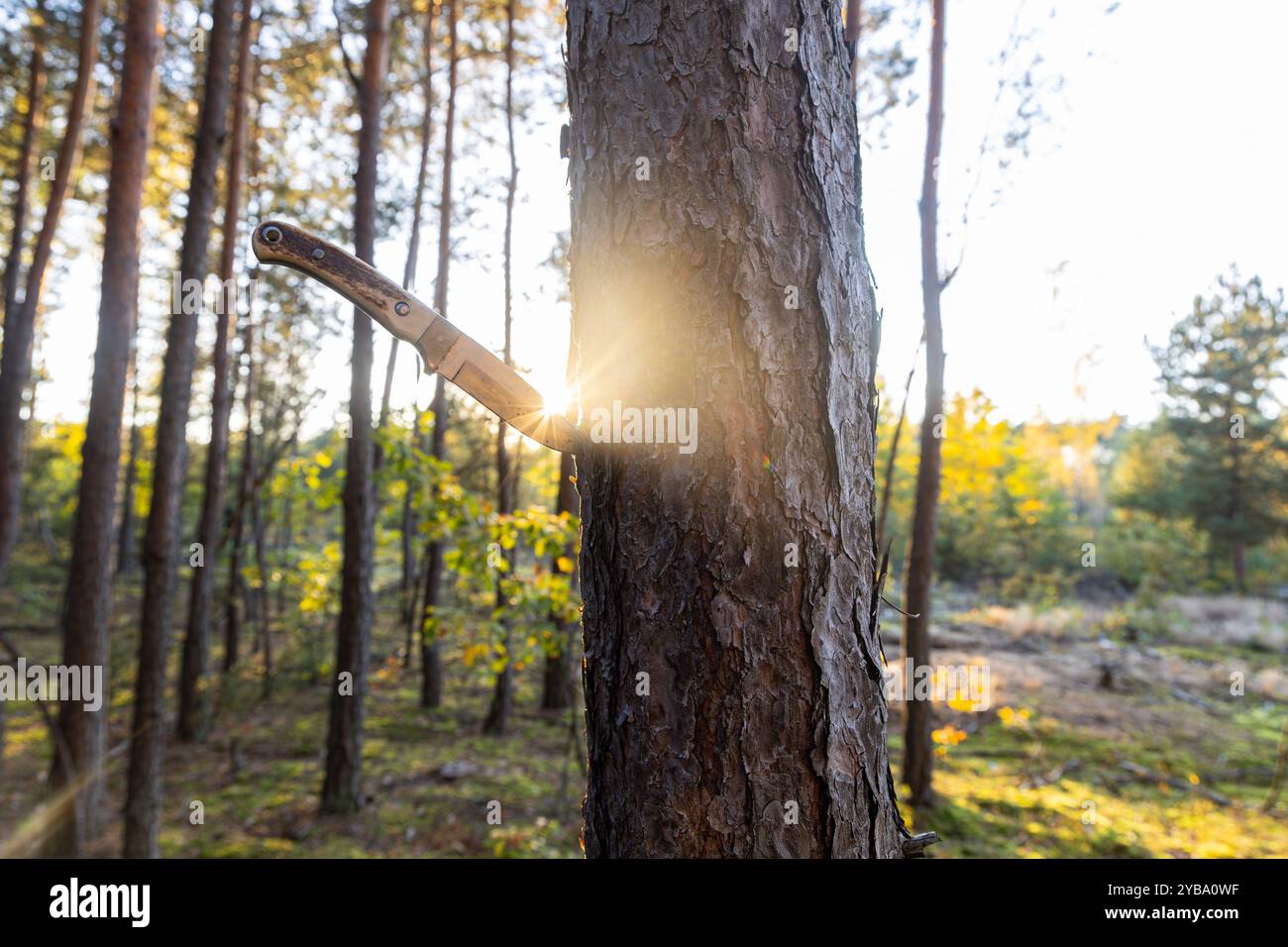 A knife lodged in a tree trunk in a sunlit forest, representing wilderness survival, adventure, and outdoor exploration. The sunlight creates a natura Stock Photo