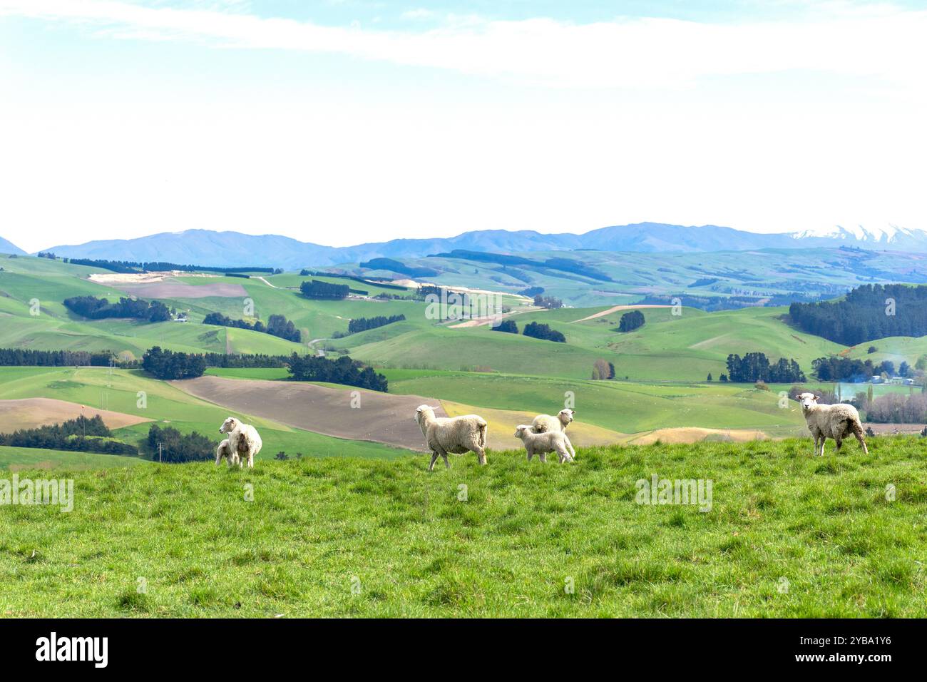 Hunters Hills farmland near Cave, South Canterbury, Canterbury, South Island, New Zealand Stock Photo