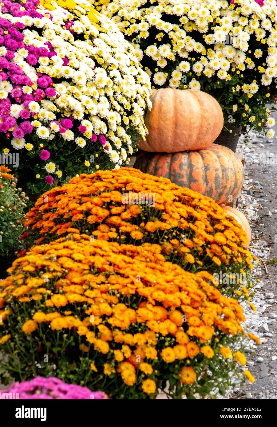 Colorful autumn display mums pumpkins hi-res stock photography and ...