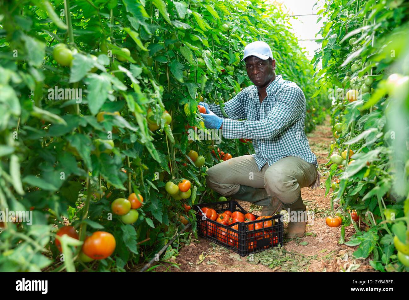 Skilled male farmer harvesting tomatoes in greenhouse Stock Photo