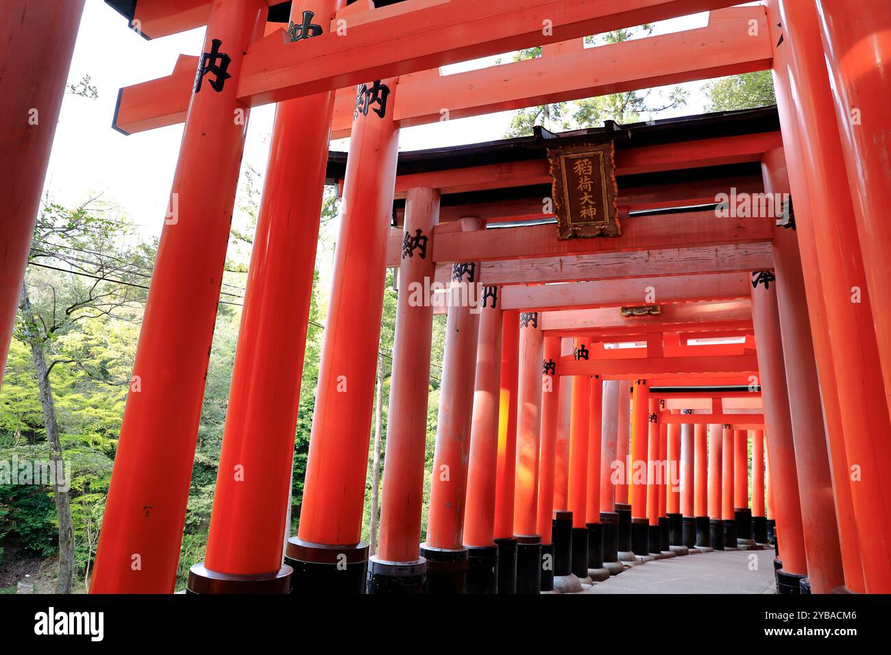 Senbon Torii gates in Fushimi Inari-taisha shrine. Kyoto,Kansai,Japan ...