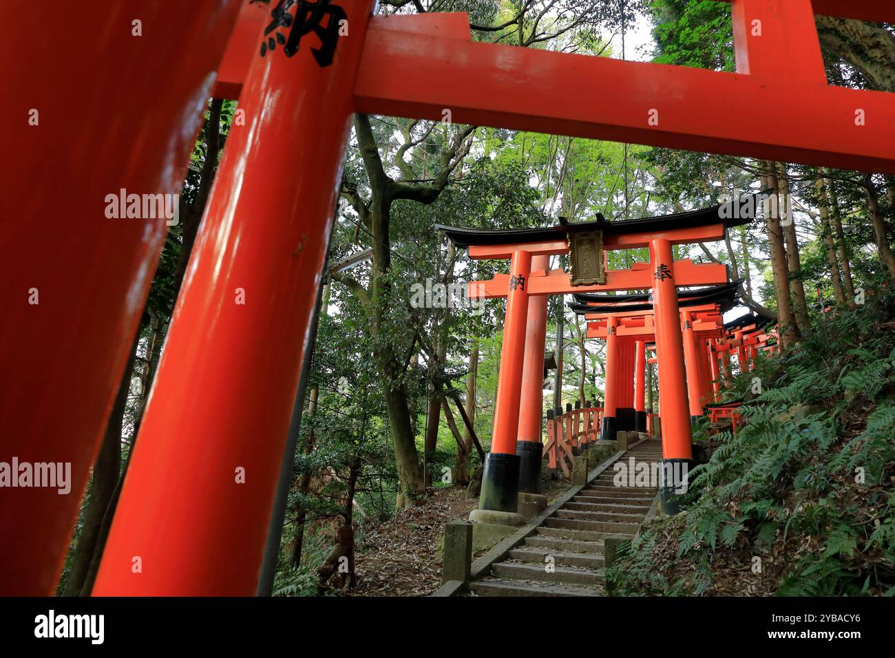 Senbon Torii gates in Fushimi Inari-taisha shrine. Kyoto,Kansai,Japan ...