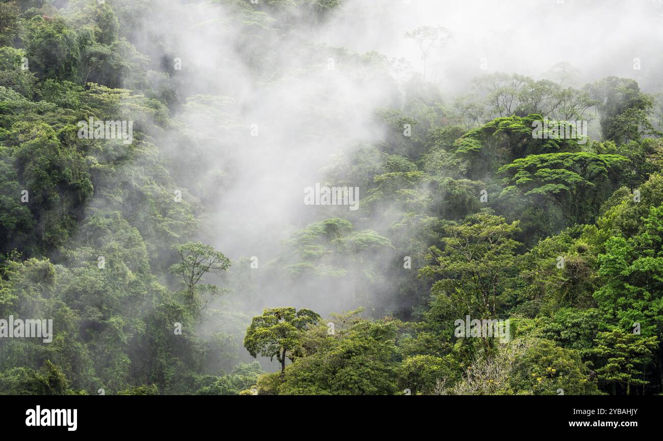 Fog drifts through the rainforest, treetops in the dense forest, mountain rainforest, Alajuela province, Costa Rica, Central America Stock Photo