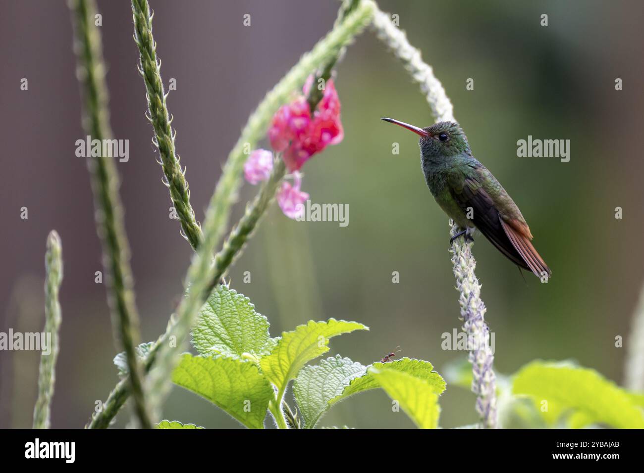Golden-tailed Sapphire Hummingbird (Chlorestes eliciae) Hummingbird ...