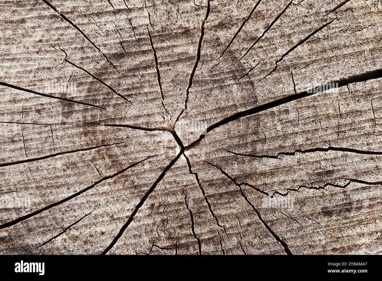 Cross section of an old tree trunk Stock Photo - Alamy