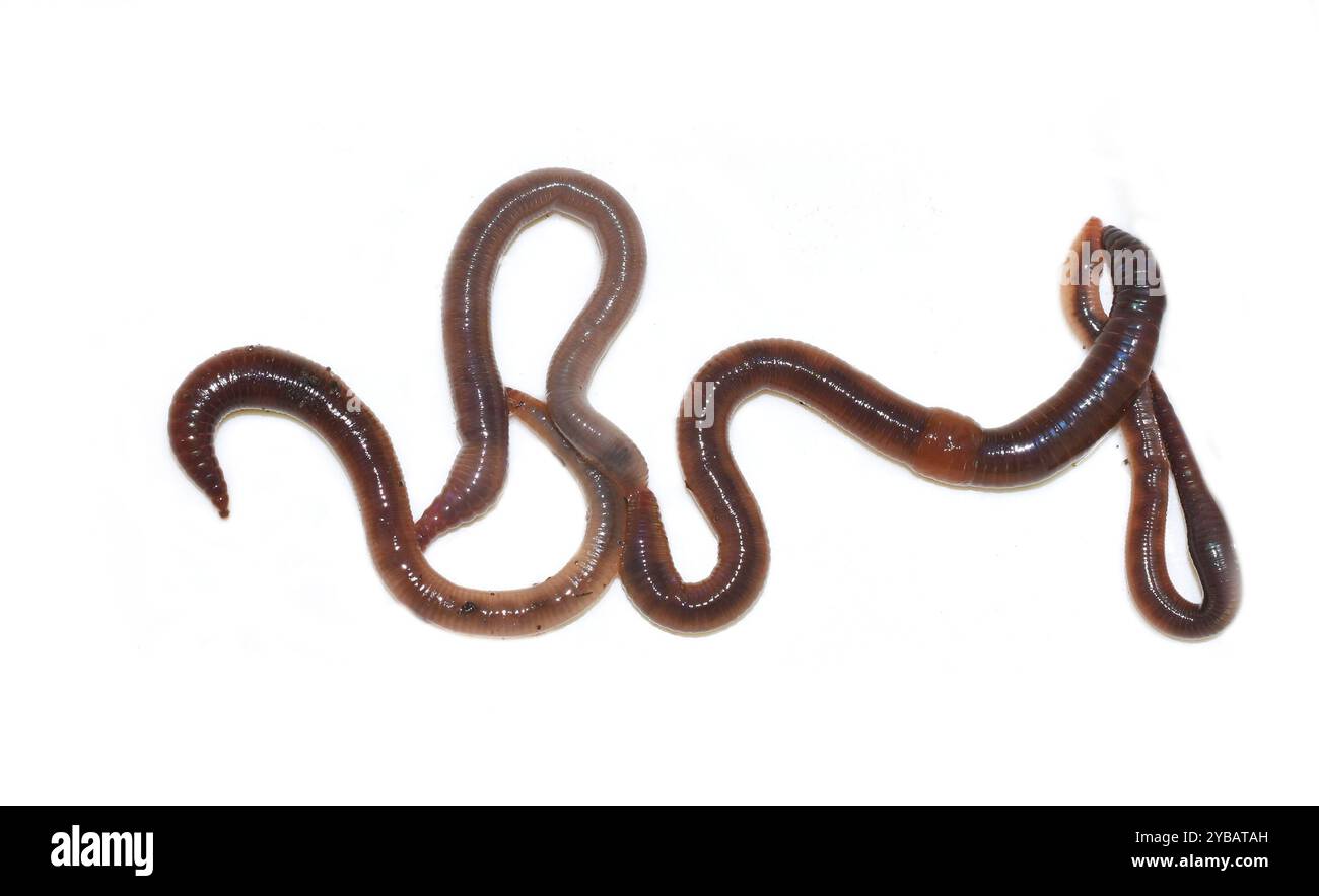 Earthworms crawling isolated on white background Stock Photo