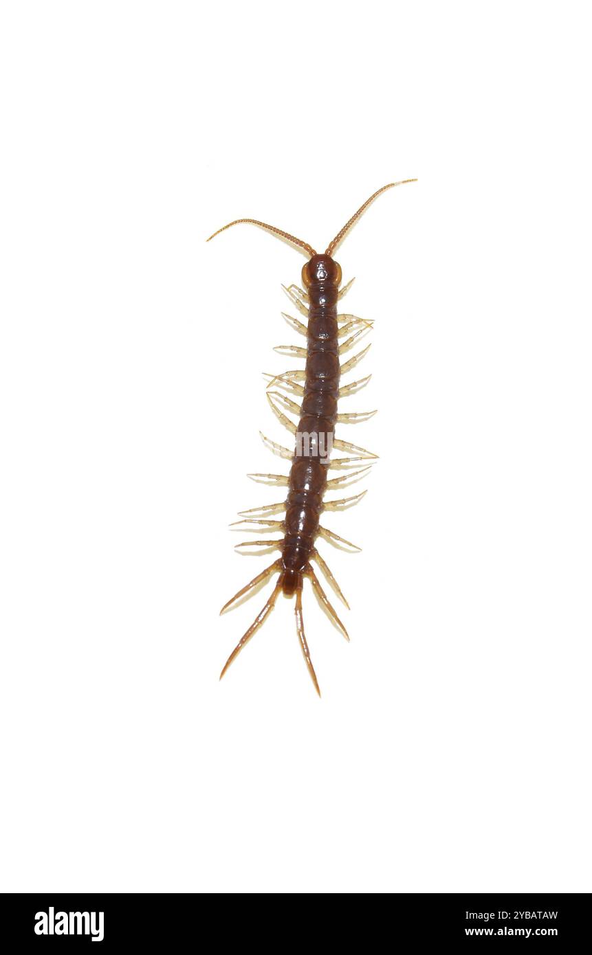 The brown stone centipede Lithobius forficatus isolated on white background Stock Photo