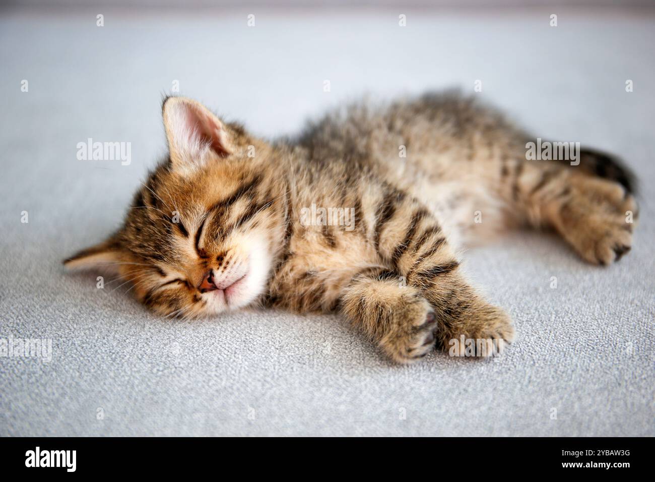 Kitten is sleeping on a gray sofa Stock Photo - Alamy