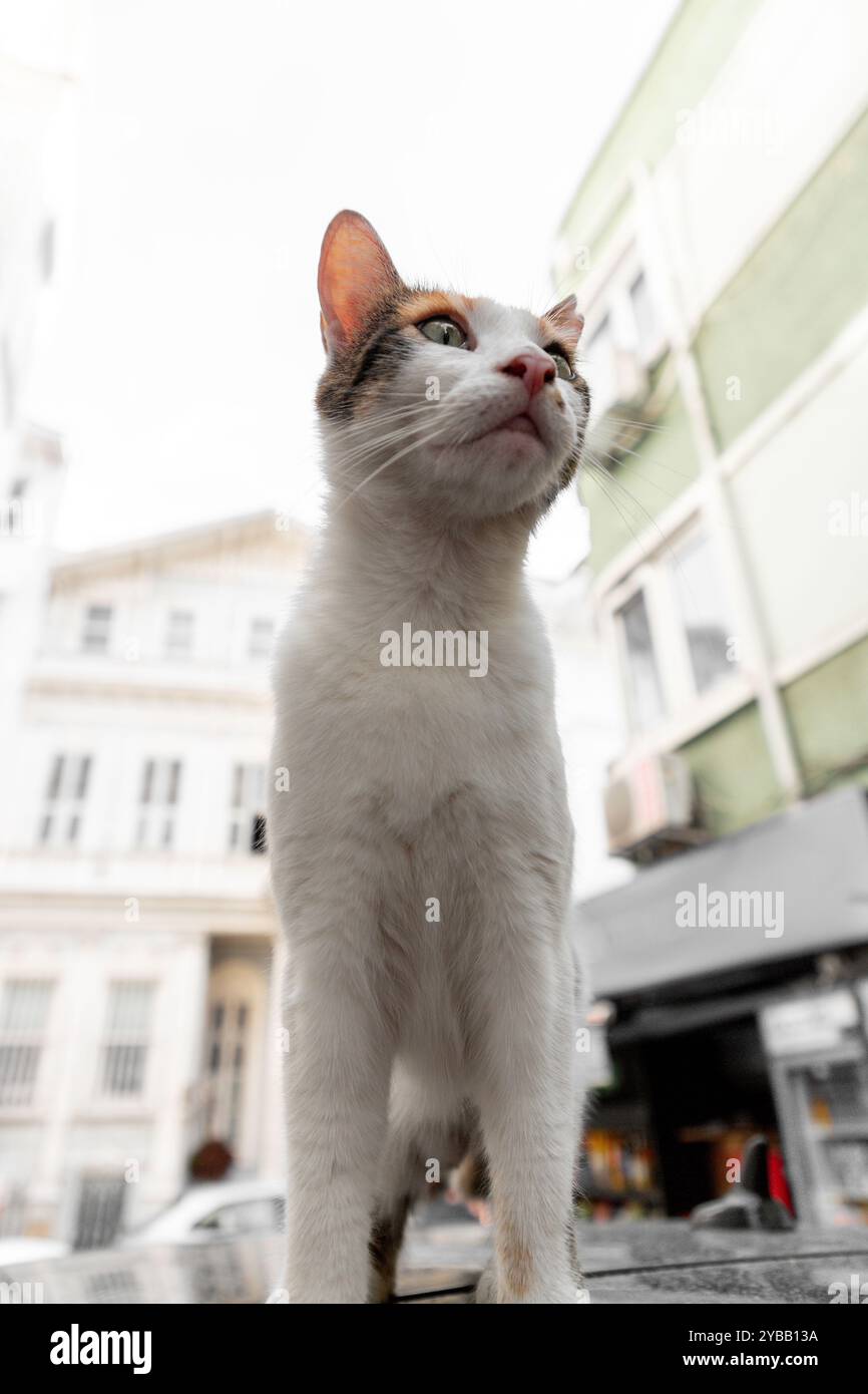 Beautiful fluffy white cat looking at the camera, cute street cats in ...