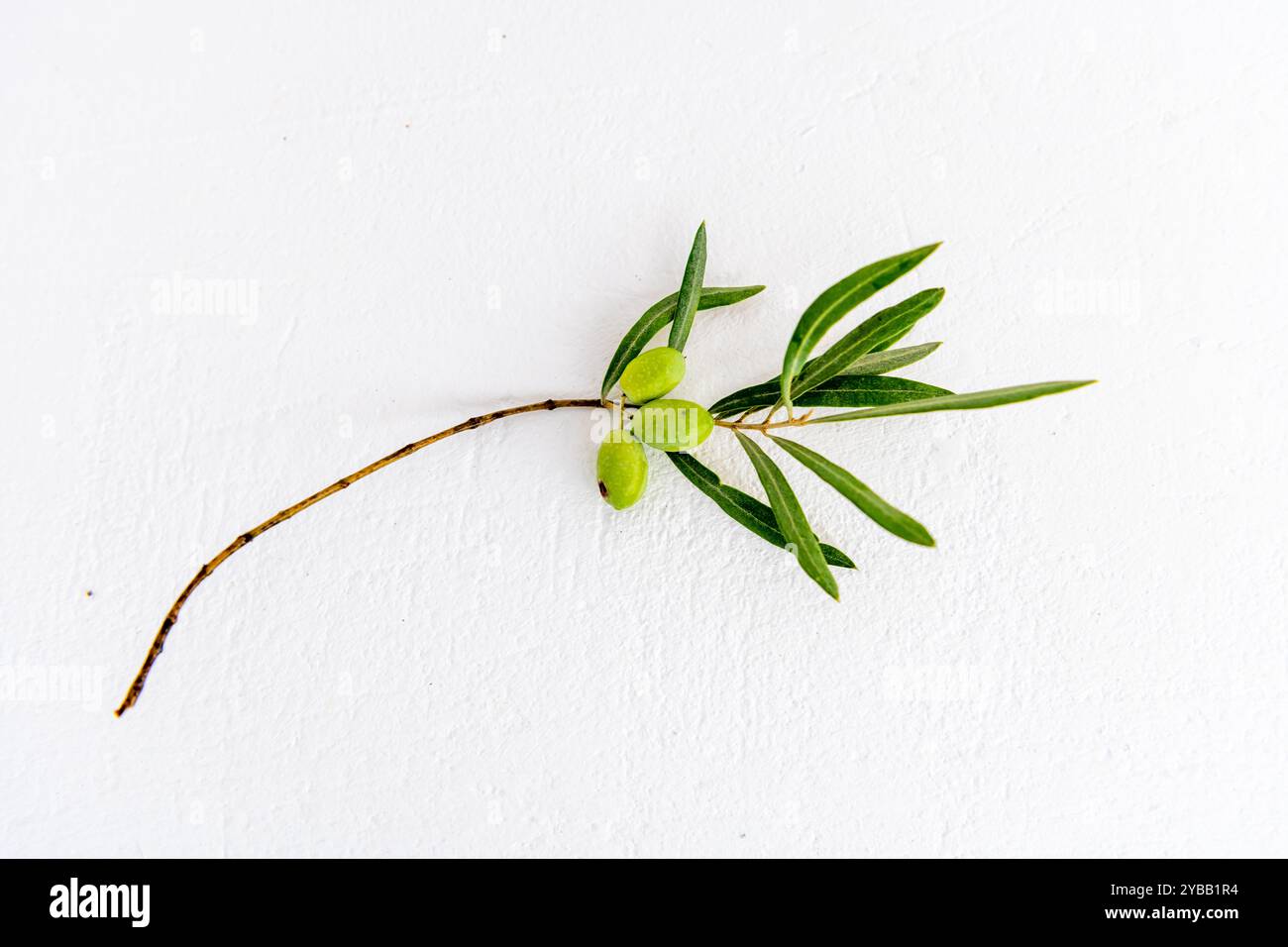 Green olives on a branch isolated on a white background. Stock Photo