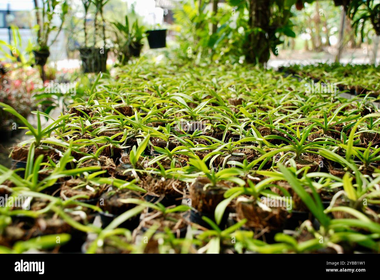 Bright green growth plants hi-res stock photography and images - Alamy