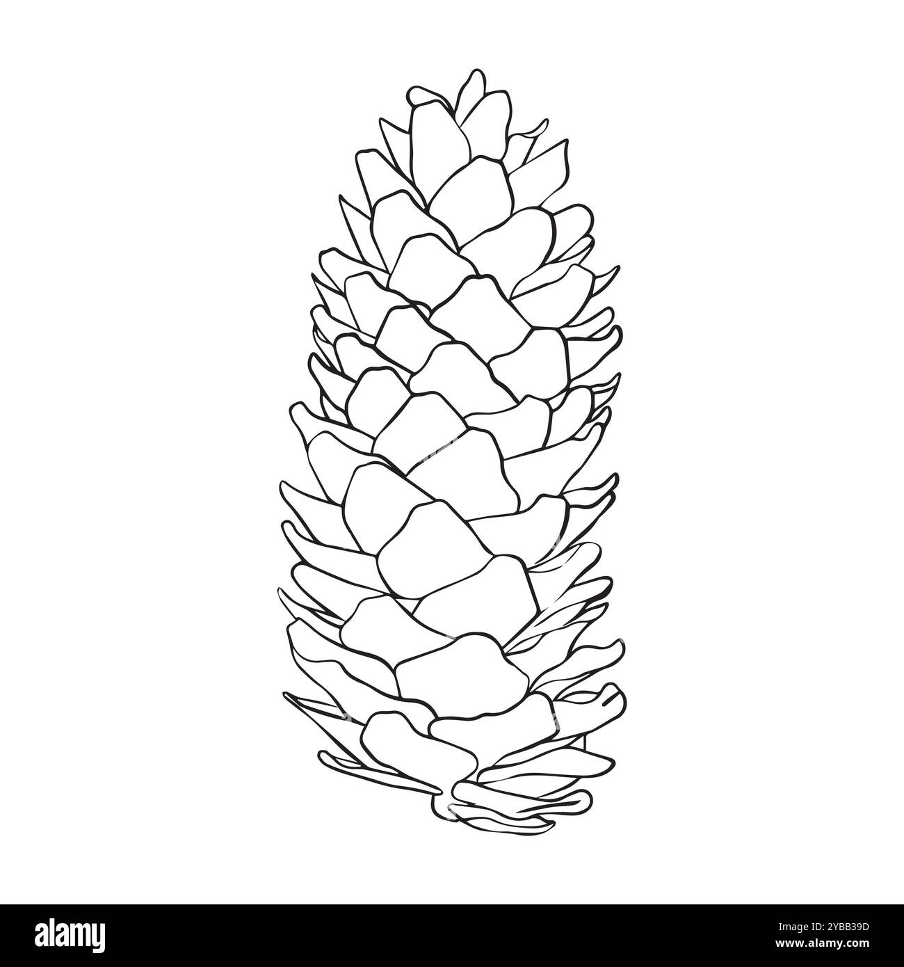 Hand drawn fir, pine cone isolated on white background. Linear flat vector illustration. Decorative element Stock Vector