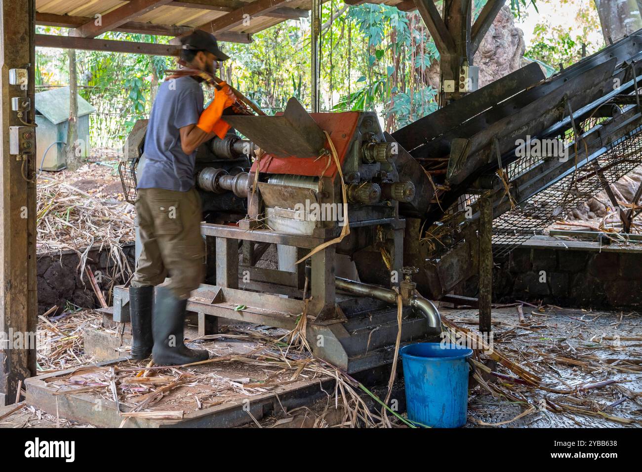 Zuckerrohr Saccharum officinarum wird entsaftet, gepresst, Le Domaine de Saint Aubin, Zuckerfabrik, Rum, indischer Ozean, Insel, Mauritius, Afrika mcp Stock Photo